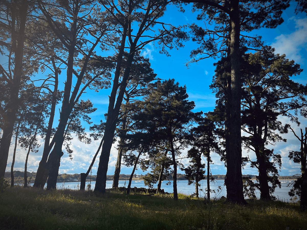 Arbres sur l'île de Radenec